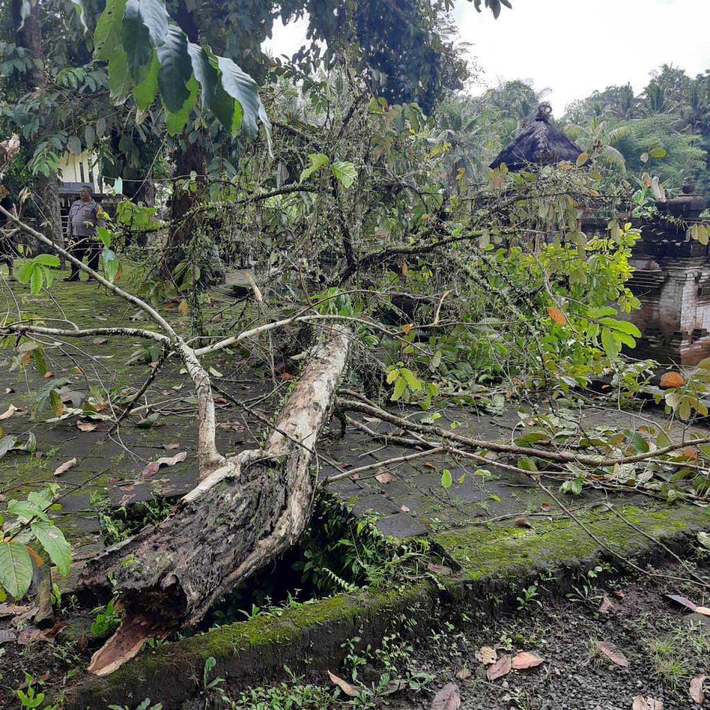 Pohon Tumbang di Banjar Banjaran, Desa Dauh Yeh Cani, Kecamatan Abiansemal Tanggal 11 Mei 2023